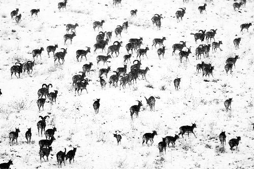 Silent Graze