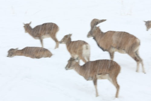 Wildlife Encounters And Year's First Snowfall Near Tehran