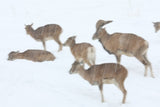 Wildlife Encounters And Year's First Snowfall Near Tehran