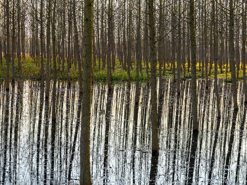 A Reflection of Tree