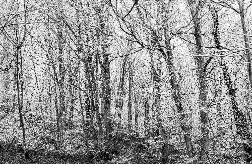 Iranian Trees