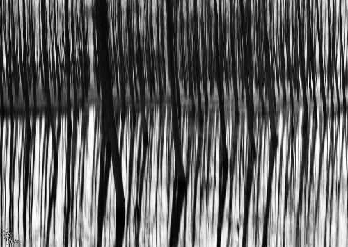 A Reflection of Tree 1