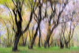 Laal Spring-Golestan
