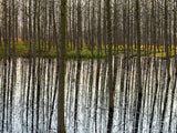 A Reflection of Tree